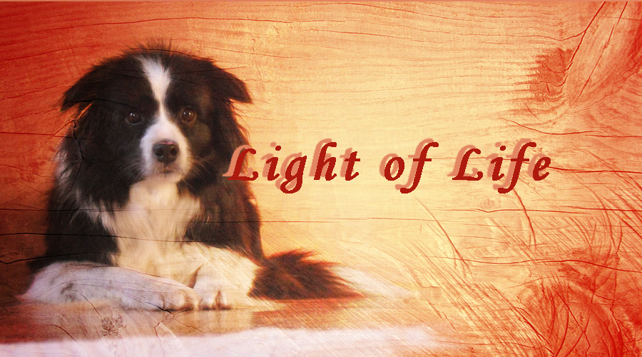 lightoflife